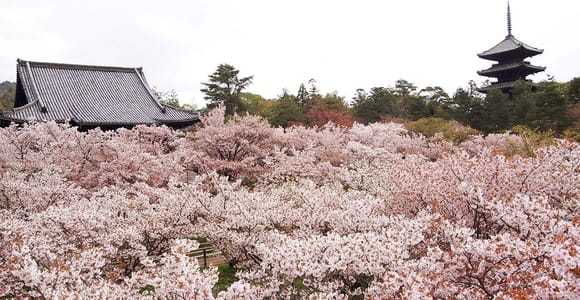 Kyoto&#39;s Cherry Blossom Splendor: A 3-Hour Sakura Tour