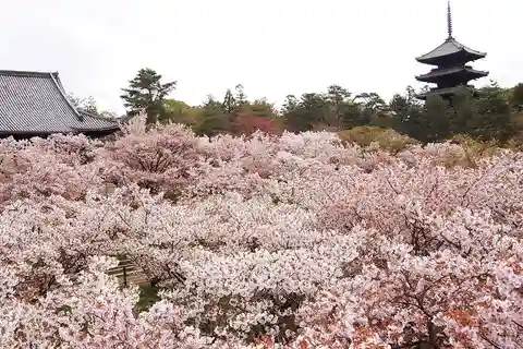 Lo splendore della fioritura dei ciliegi a Kyoto: Un tour dei sakura di 3 ore