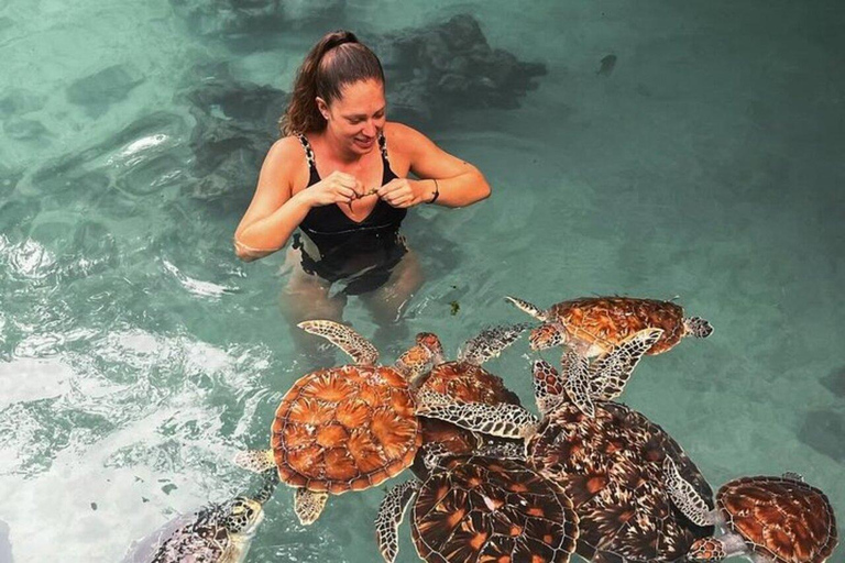 ZANZIBAR: Sea Turtles Swimming, Location Nungwi or Kizimkazi Salaam Cave Feeding & Swimming with and Sea Turtles