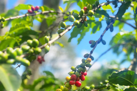 Nairobi: Fairview Coffee Estate Tour & Tasting