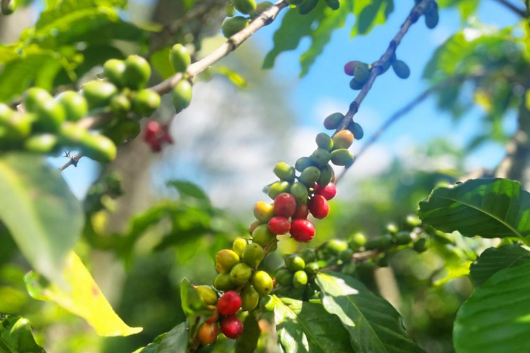 Nairobi: Fairview Coffee Estate Tour & Tasting