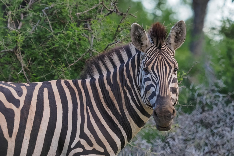 Safari no Kruger de 3 dias com voo de Joanesburgo