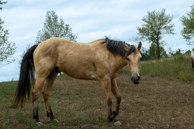 Plitvice: Horseback Riding Tour with Cave Entry Ticket Ride to Barać Caves (Half‑day Horseback Tour)