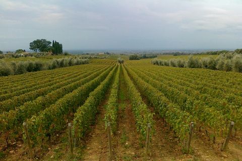 Full Day Bolgheri Tuscan Private Tour from Florence