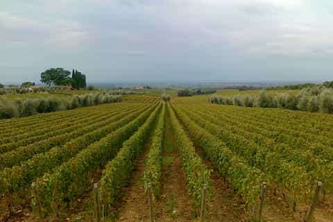 Full Day Bolgheri toskanske Private Tour fra Firenze