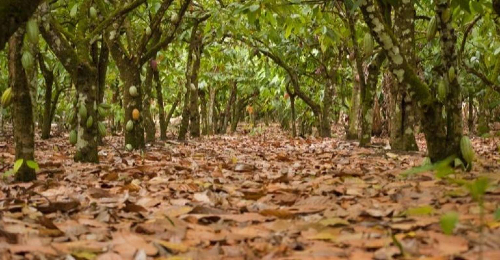 Dominican Republic Cacao Plantation Tour - Housity