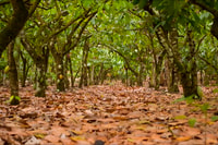Dominican Republic Cacao Plantation Tour - Housity