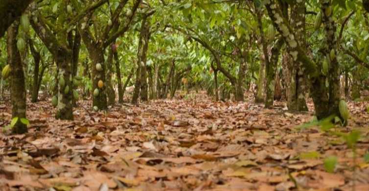 Tour della piantagione di cacao della Repubblica Dominicana