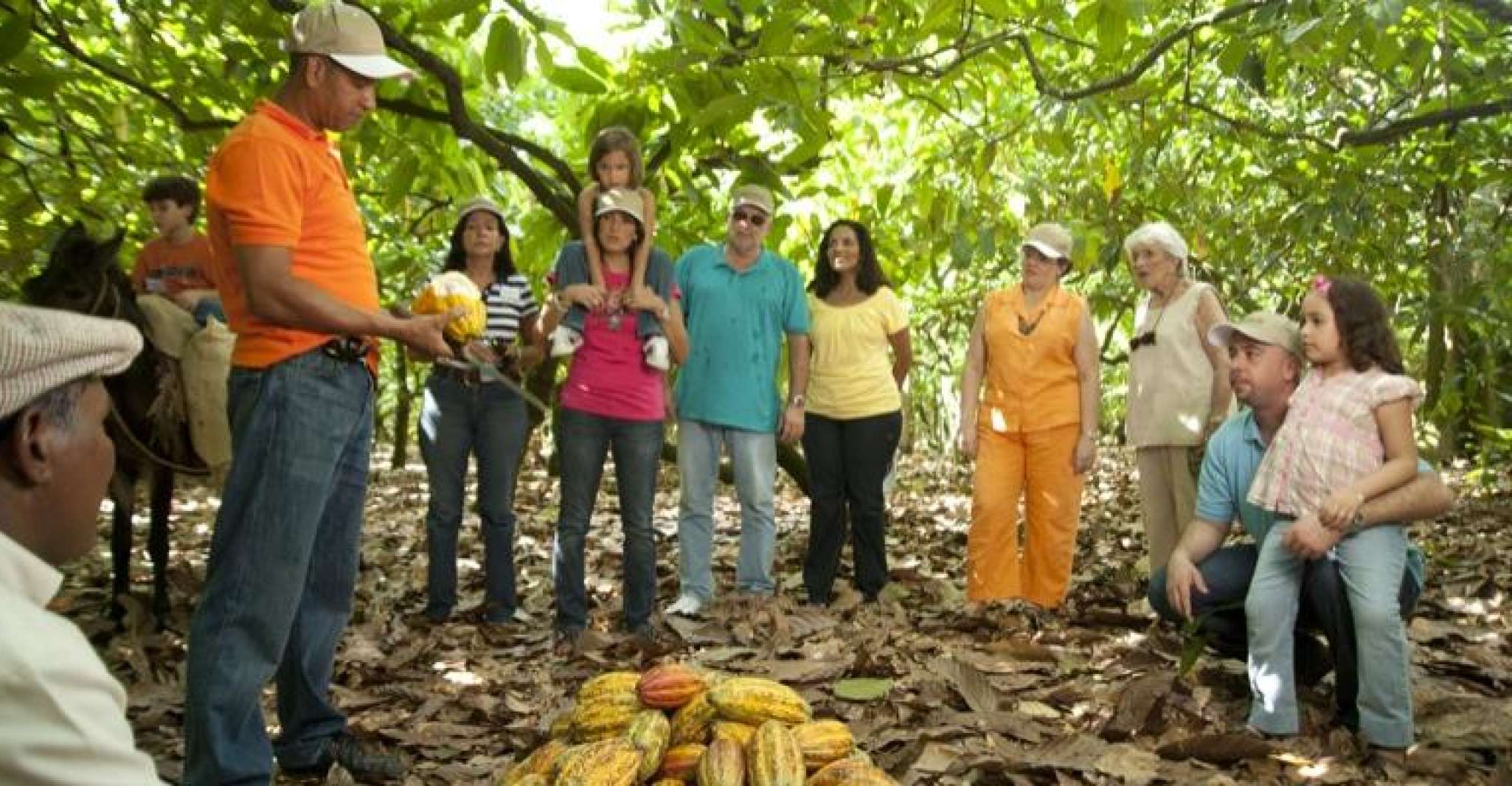 Dominican Republic Cacao Plantation Tour - Housity