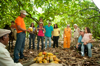 Dominican Republic Cacao Plantation Tour - Housity