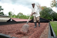 Dominican Republic Cacao Plantation Tour - Housity
