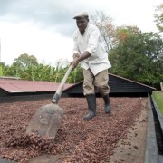 Dominican Republic Cacao Plantation Tour