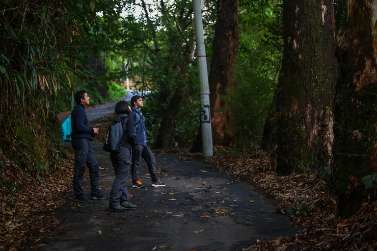 Vogels kijken in Medellin met een vogelkenner (privé)