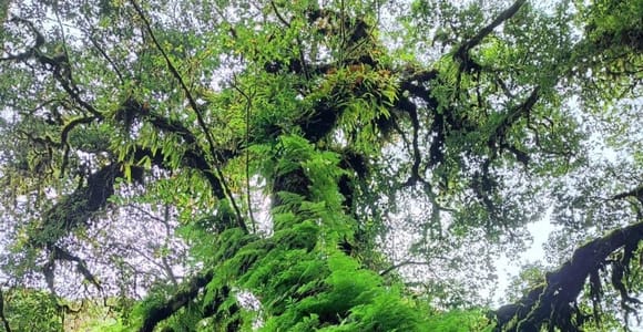 Chiang Mai: Doi Inthanon National Park & Waterfall Day Tour
