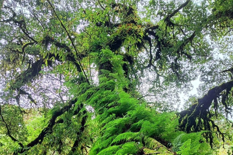 Chiang Mai : Parc national de Doi Inthanon, excursion d'une journée aux chutes d'eauRejoindre un petit groupe