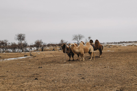 2 day Express: Kharkhorin, Ugii Lake, & Semi-Gobi Tour