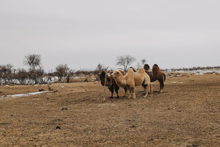 2 day Express: Kharkhorin, Ugii Lake, & Semi-Gobi Tour