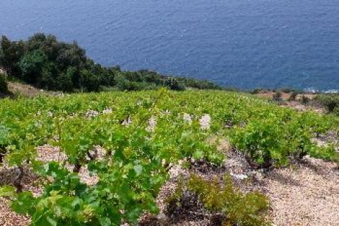 Korčula & Pelješac: Wine & Culture Experience from Dubrovnik Korcula & Peljesac Day Tour - In English