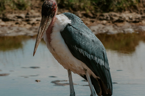 Arusha: Lake Manyara National Park Day Trip with Pickup