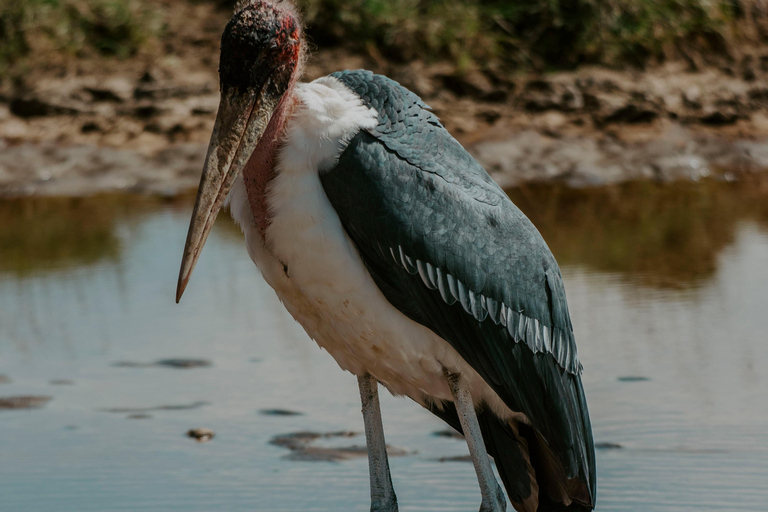 Arusha: Lake Manyara National Park Day Trip with Pickup