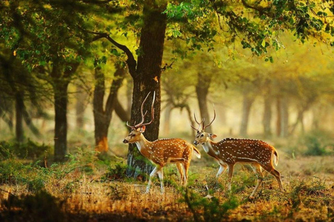 Wilpattu National Park Private Safari with Pickup & Drop Pick up & drop off Colombo City Area