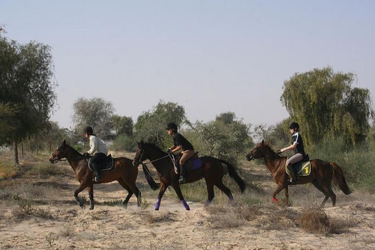 Parc du désert de Dubaï : balade à cheval d'1 h-1,5 h)Balade à cheval - parc du désert de Dubaï -1 h