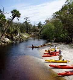 Experiencia con caimanes en Orlando: Excursión de un día desde Orlando