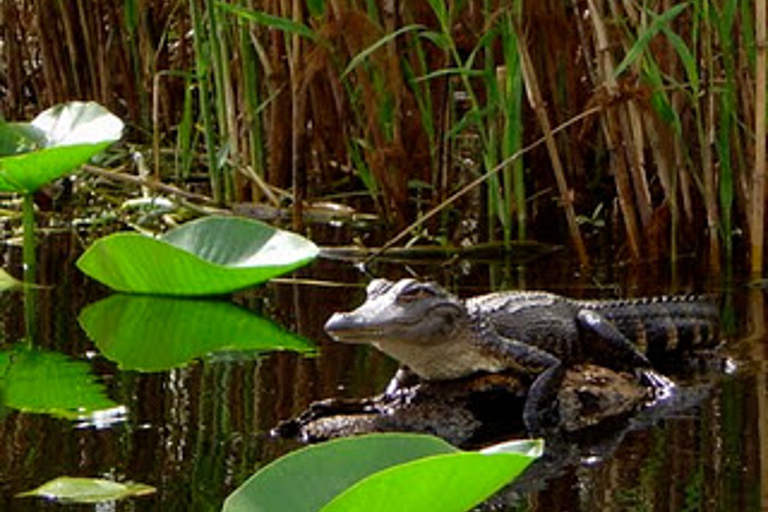 Från Orlando: Kajakpaddling på floden Econlockhatchee med lunch