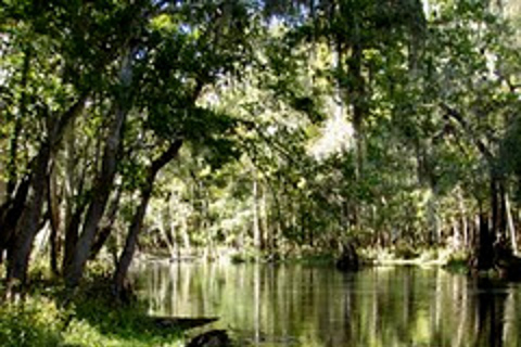 Wekiva River Kayak Full-Day Trip Standard Option