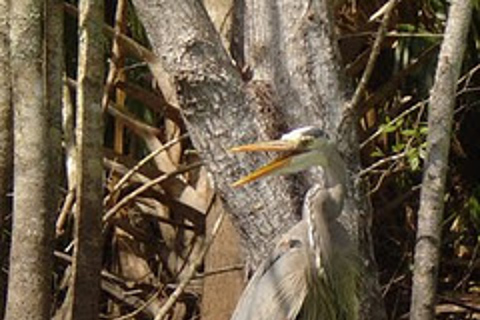 Wekiva River Kayak Full-Day Trip Standard Option