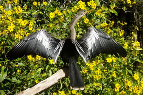 Wekiva River Kayak Full-Day Trip Standard Option