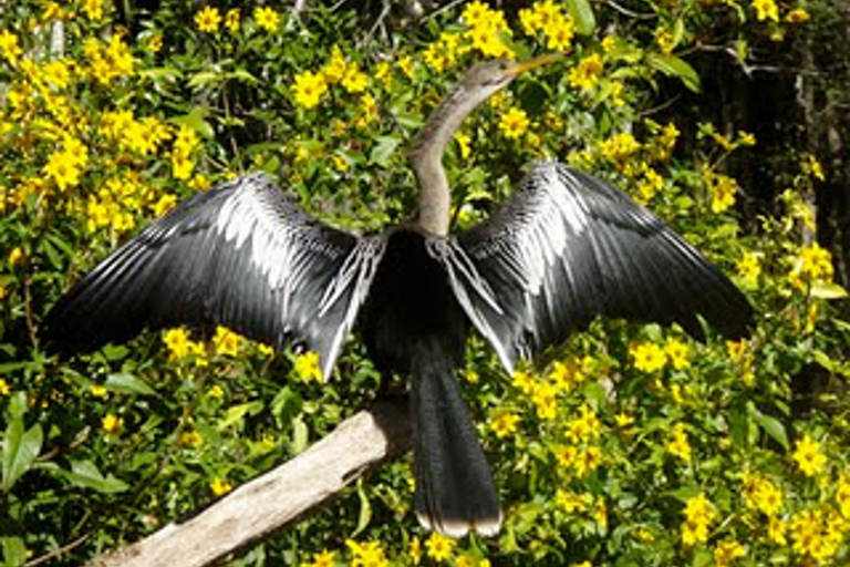 Wekiva River Kayak Full-Day Trip Standard Option