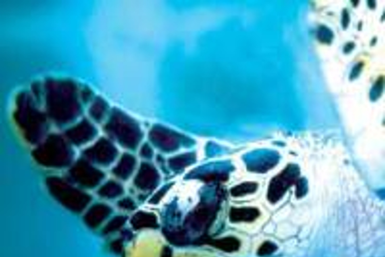 Praia Do Forte and Sea Turtle Nesting Grounds Spanish