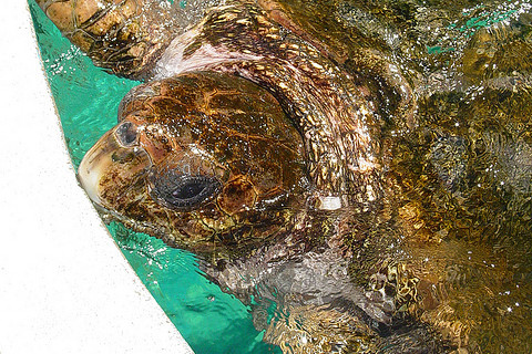 Praia Do Forte and Sea Turtle Nesting Grounds Spanish