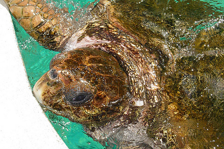 Praia Do Forte and Sea Turtle Nesting Grounds Spanish