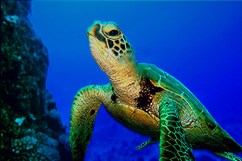 Praia Do Forte and Sea Turtle Nesting Grounds Spanish