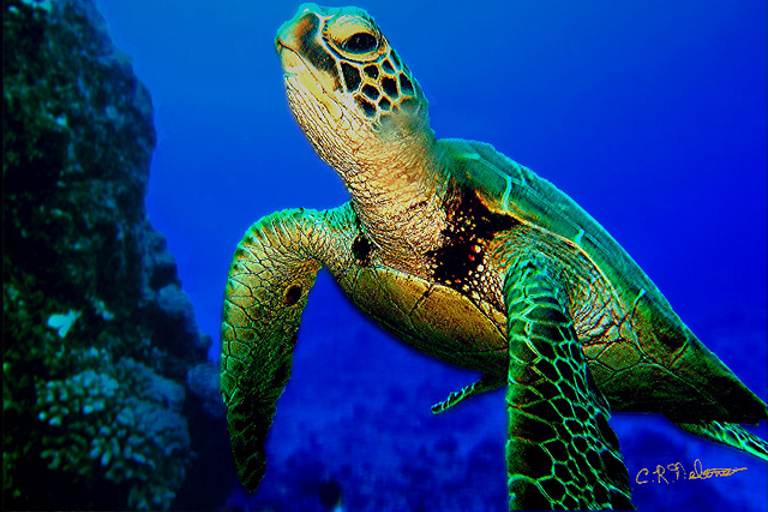 Praia Do Forte and Sea Turtle Nesting Grounds Spanish