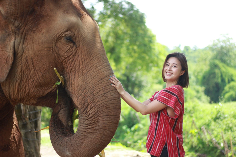 Chiang Mai: Elephant Sanctuary, Waterfall & Bamboo Rafting