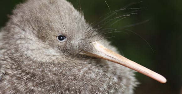 Zealandia by Night Tour
