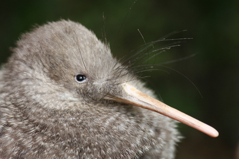 Zealandia: tour serale