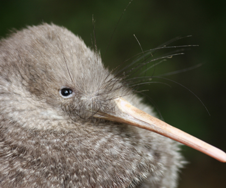 Zealandia by Night Tour