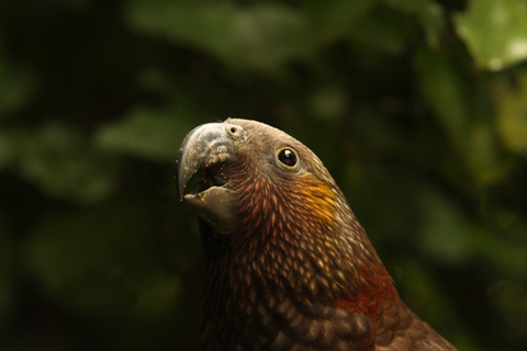 Zealandia : visite nocturne