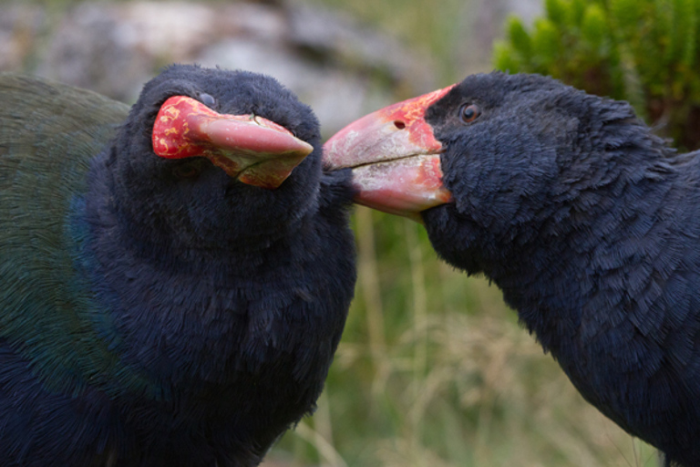 Zealandia : visite nocturne