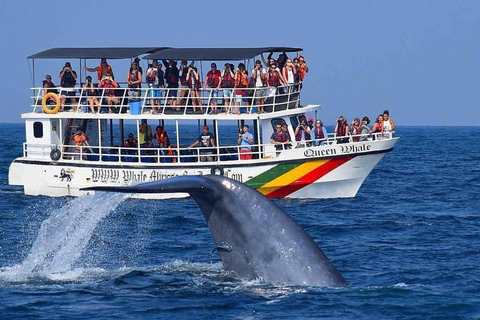 Dikwella & Hiriketiya to Mirissa Whale Watching Day Tour