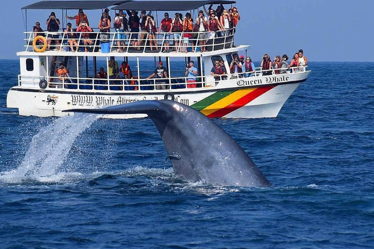 Dikwella & Hiriketiya to Mirissa Whale Watching Day Tour