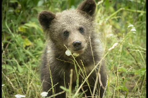 Bucharest: Bear Sanctuary and Dracula's Castle Tour Small Group (max 7) - tour in English entry tichets included