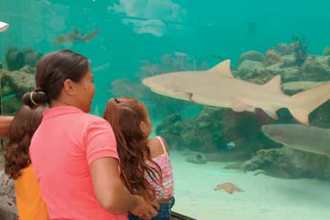 Saint Thomas: Coral World Ocean Park Ticket
