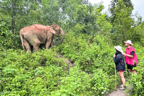 Chiang Mai: Inthanon, Ethical Elephant Sanctuary & Waterfall - Image 2