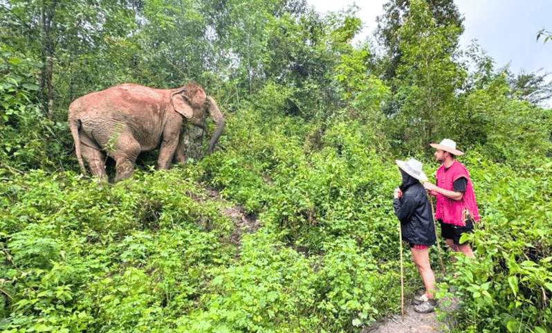 Chiang Mai: Inthanon, santuario ético de elefantes y cascada