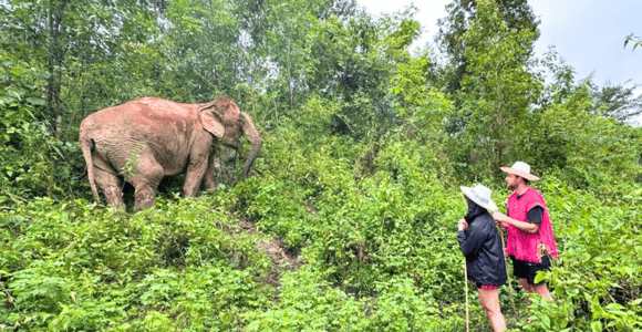 Chiang Mai: Inthanon, Ethical Elephant Sanctuary & Waterfall